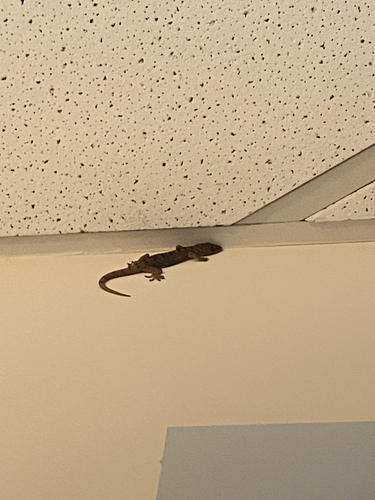 Gekko observed 2026-10-29