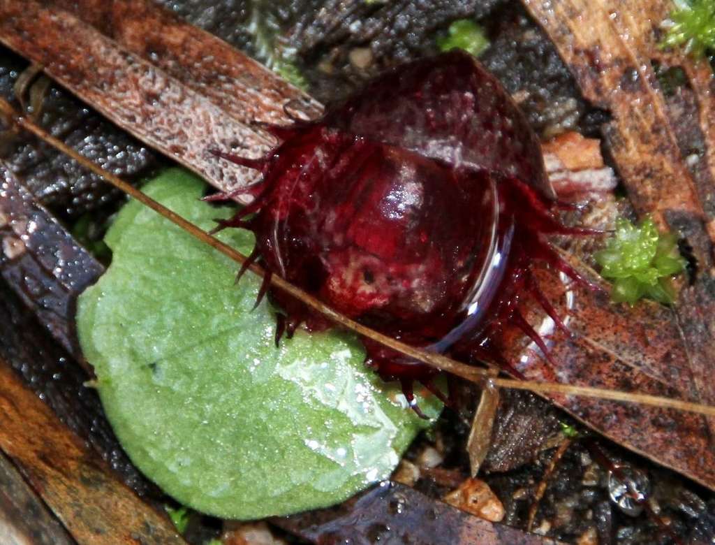 Corybas fimbriatus