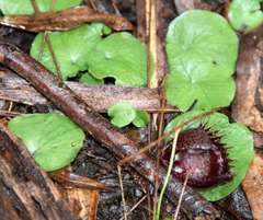 Corybas fimbriatus