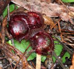 Corybas fimbriatus