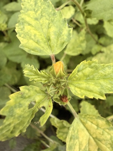 Malvastrum coromandelianum observed 2026-10-28