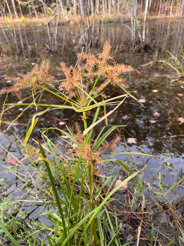 Cyperus observed 2026-10-28