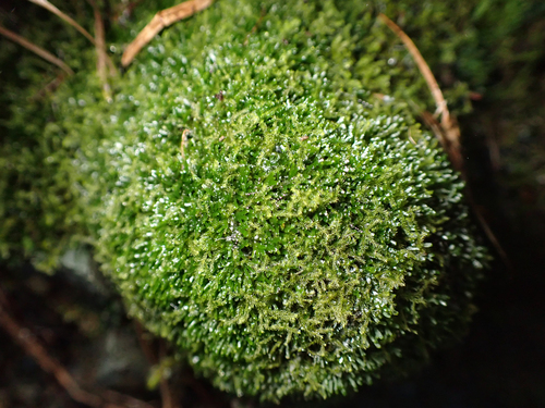 Riccardia observed 2026-10-27