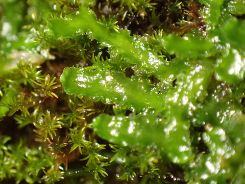 Riccardia observed 2026-10-27