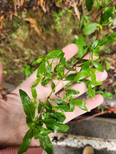 Coprosma observed 2026-10-29
