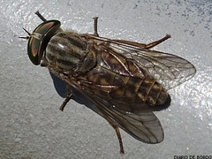 Tabanus autumnalis