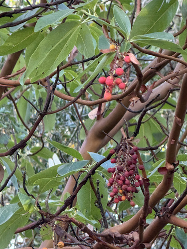 Arbutus menziesii observed 2026-10-28