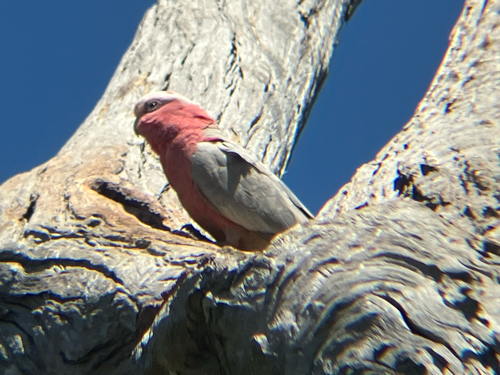 Cacatua observed 2026-10-29
