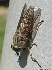 Tabanus autumnalis