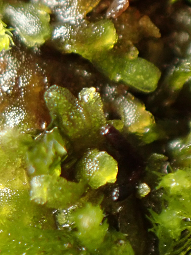 Riccardia observed 2026-10-27