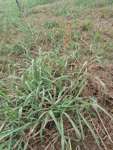 Sorghum halepense observed 2026-10-28