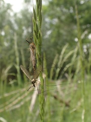 Nephrotoma appendiculata