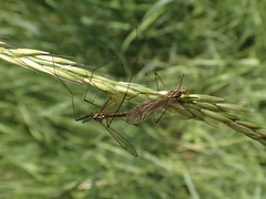 Nephrotoma appendiculata