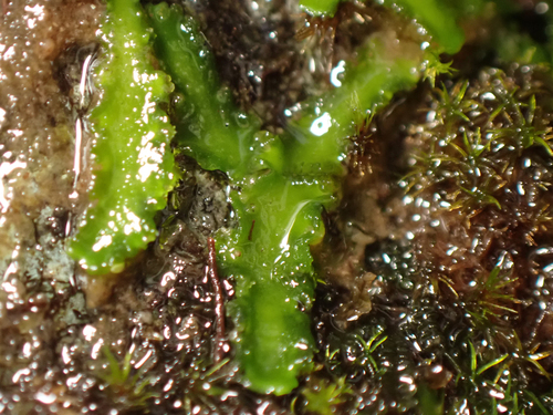 Riccardia observed 2026-10-27