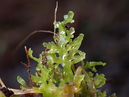 Riccardia observed 2026-10-27
