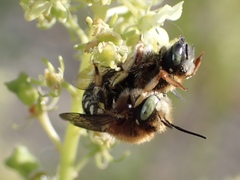 Anthidium punctatum