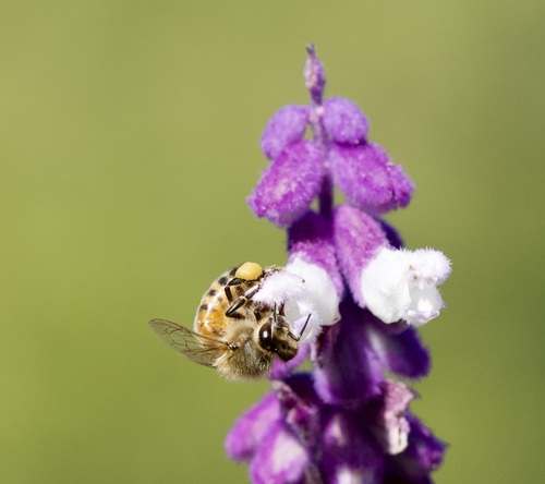Apis mellifera photograph by the iNaturalist community