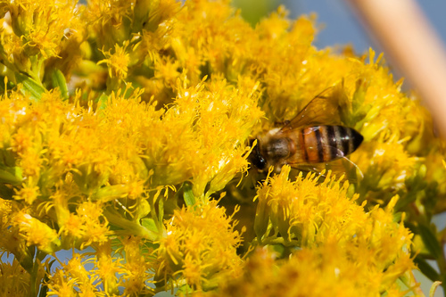 Apis mellifera photograph by the iNaturalist community