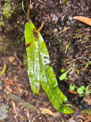 Phymatosorus observed 2026-10-29
