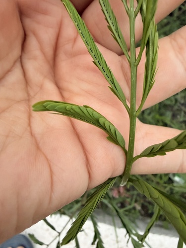 Leucaena leucocephala observed 2026-10-28