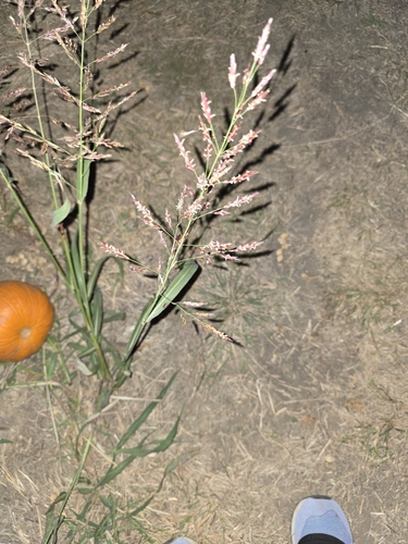 Sorghum halepense observed 2026-10-28