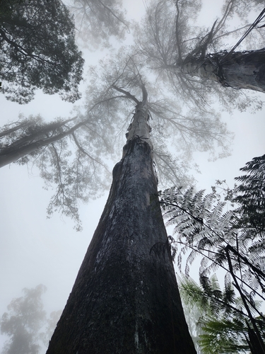Eucalyptus observed 2026-10-29