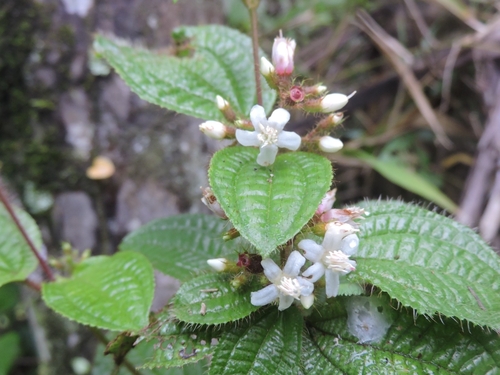 Miconia crenata observed 2026-10-27