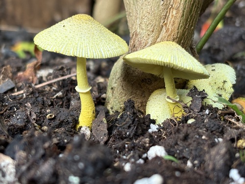 Leucocoprinus observed 2026-10-23