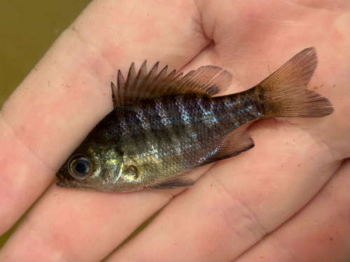 Lepomis macrochirus observed 2026-10-28