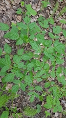 Actaea spicata