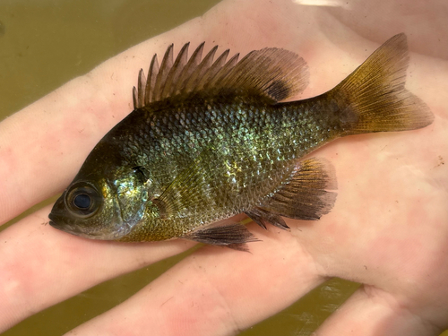 Lepomis macrochirus observed 2026-10-28