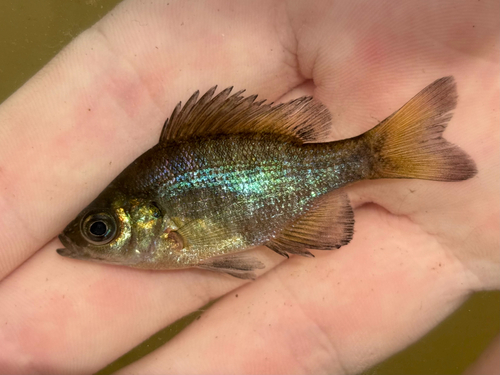 Lepomis macrochirus observed 2026-10-28