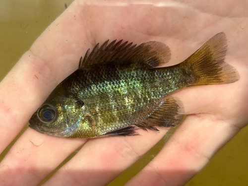 Lepomis macrochirus observed 2026-10-28