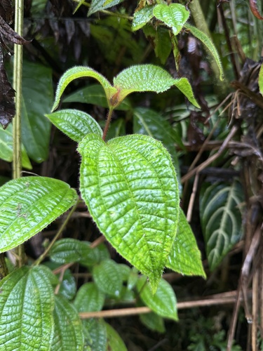 Miconia crenata observed 2026-10-28