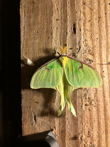 Actias luna photograph by the iNaturalist community