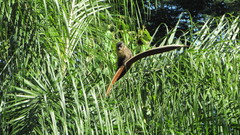 Syagrus romanzoffiana