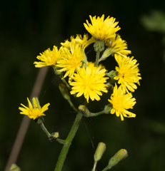 Crepis praemorsa