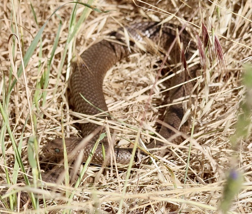 Serpentes observed 2026-10-29