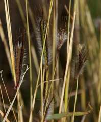 Dichanthium sericeum sericeum