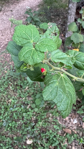Hibiscus observed 2026-10-28