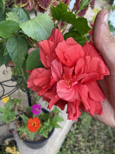 Hibiscus observed 2026-10-28