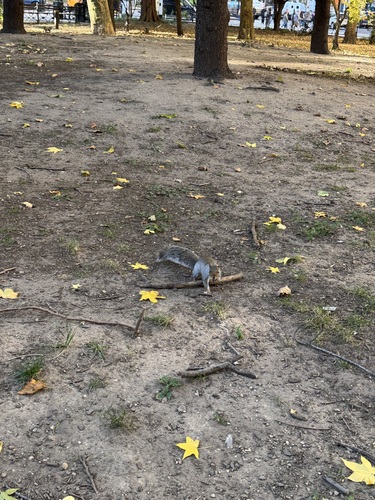 Sciurus carolinensis photograph by the iNaturalist community