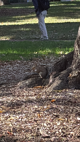 Sciurus carolinensis photograph by the iNaturalist community