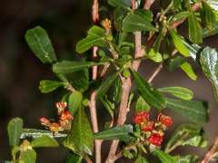 Dodonaea viscosa cuneata