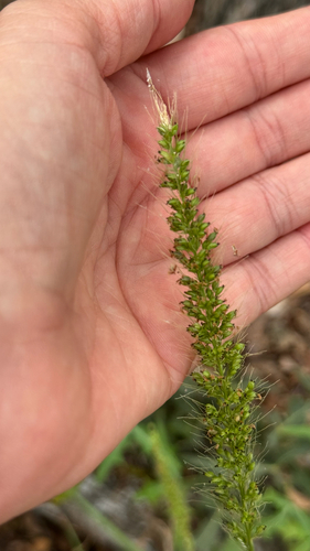 Setaria observed 2026-10-28