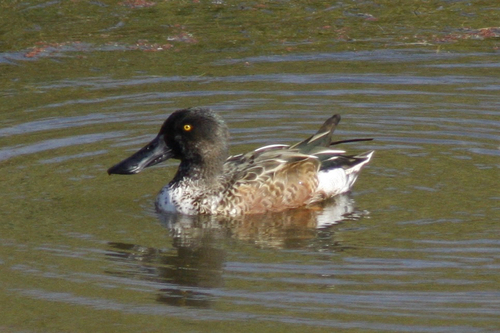 Spatula clypeata observed 2026-10-28