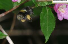 Bombus ganjsuensis