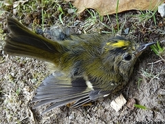 Regulus regulus azoricus