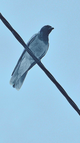 Coracina novaehollandiae observed 2026-10-28