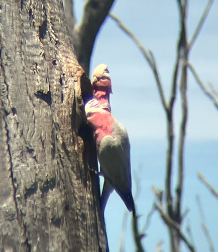 Cacatua observed 2026-10-29